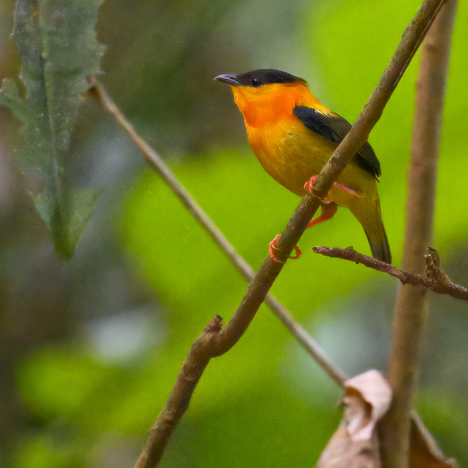 image Orange-collared Manakin